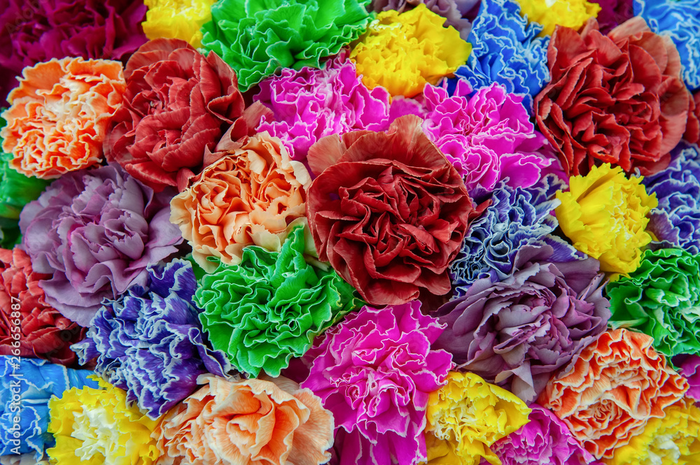 Carnations pink and green modern varieties in a bouquet for a gift. Background. Selective focus Carnations pink and green modern varieties in a bouquet for a gift. Background. Selective focus