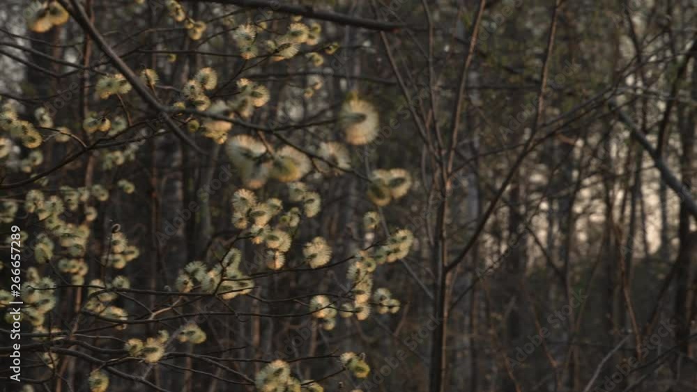 Willow tree in spring. Lot of catkins, evening. Willow tree in spring. Lot of catkins, evening.
