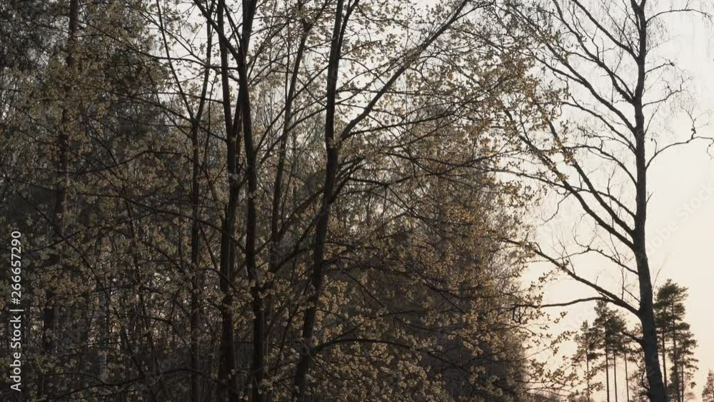 Willow tree in spring, full of catkins. Evenin sun. Willow tree in spring, full of catkins. Evenin sun.