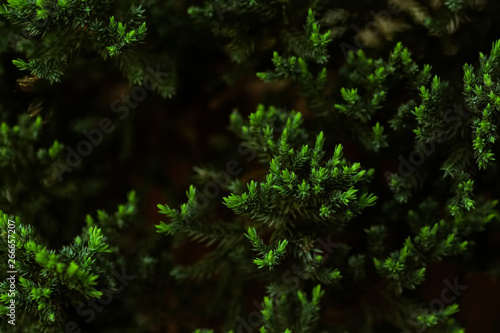 leaves of pine tree in forest