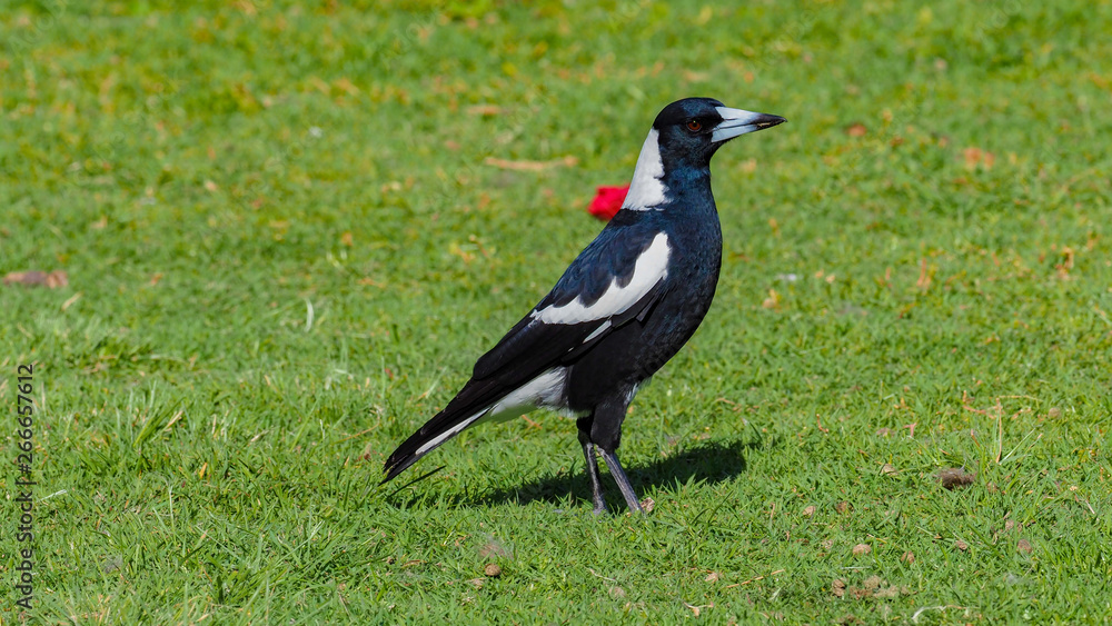 Australian Magpie