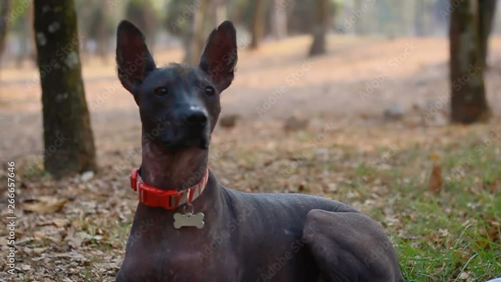 Medium Close Up of Mexican Hairless Dog laying down Medium Close Up of Mexican Hairless Dog laying down