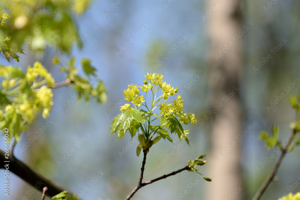 Blossoming maple tree in a sunny spring day close up Blossoming maple tree in a sunny spring day close up