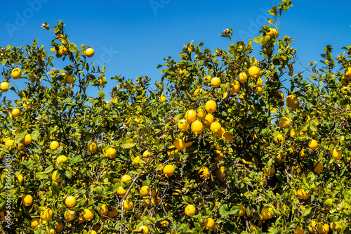 Lemon trees in Elche near Alicante in Spain