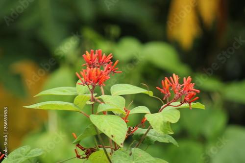 flores rojas