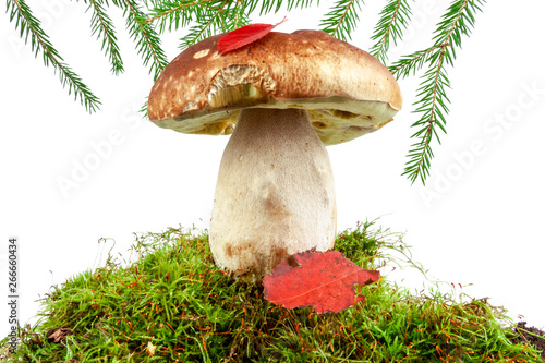Mushroom, moss, sprigs of Christmas tree on a white background, isolate