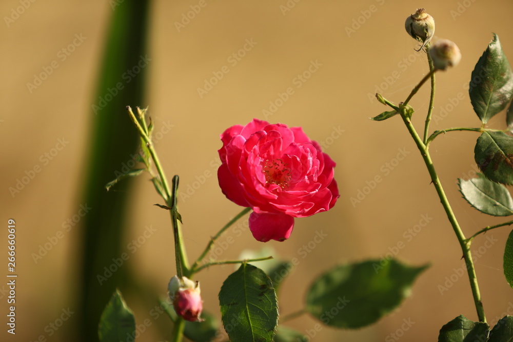 Obraz premium red rose on a black background