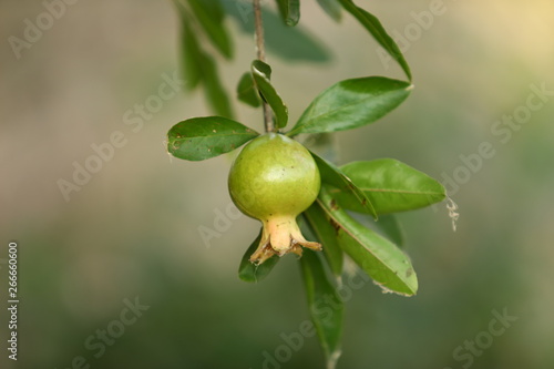 green Pomegranate