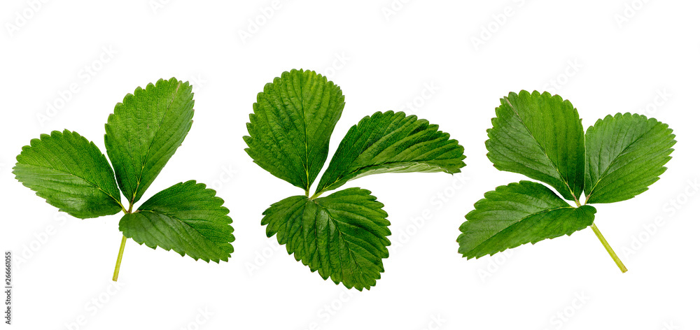 The leaves of the strawberry without background The leaves of the strawberry without background