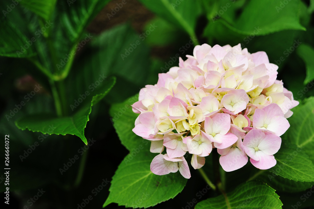 Obraz premium 綺麗なピンク色のアジサイの花