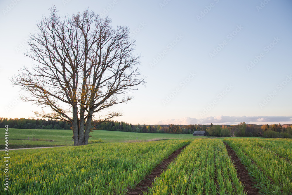 City Cesis, Latvia Republic. Oak tree and meadow with sunlight. Travel photo. City Cesis, Latvia Republic. Oak tree and meadow with sunlight. Travel photo.