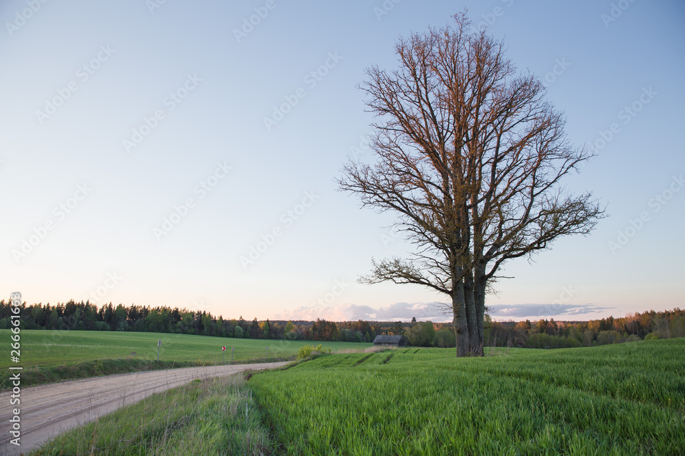 City Cesis, Latvia Republic. Oak tree and meadow with sunlight. Travel photo.