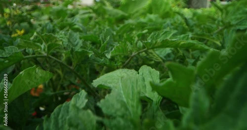 Slow motion of farmer hand close up gently touching the young plants of tomatoes.