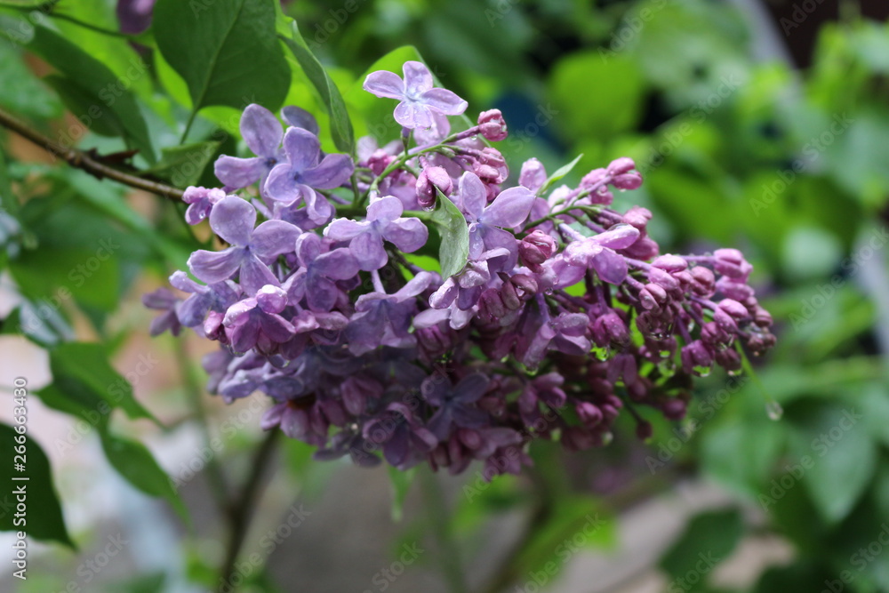 Lilac blooms in spring park in the rain. Tassels of flowers fill the park with scent Lilac blooms in spring park in the rain. Tassels of flowers fill the park with scent