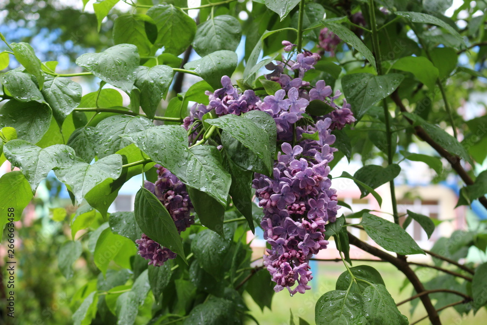 Lilac blooms in spring park in the rain. Tassels of flowers fill the park with scent Lilac blooms in spring park in the rain. Tassels of flowers fill the park with scent
