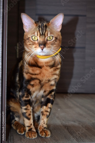 Proud and beautiful Bengal cat - the owner of the house