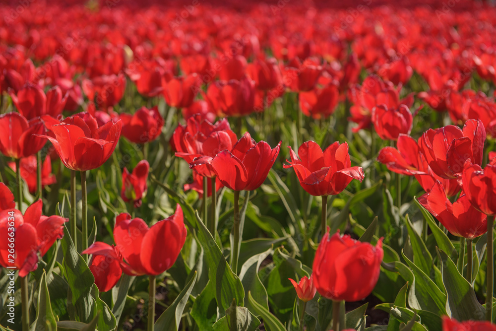 Red tulips on a bright sunny day - close-up