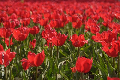 Red tulips on a bright sunny day - close-up