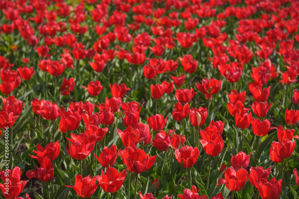 Field with red tulips on a bright sunny day - close up