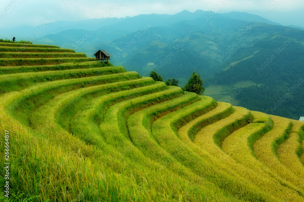 Vietnam Landscape beautiful terrace rice field at Mu Cang Chai