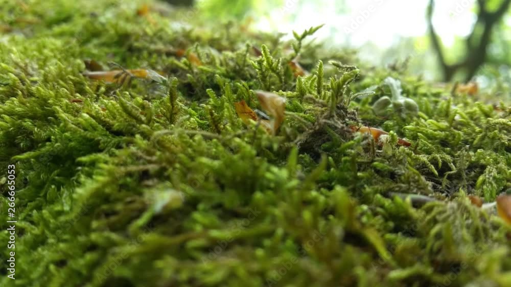 Close up macro shot across woodland forest moss growing on fallen tree trunk in sunny forest. two green winged insects slowly crawling over the surface. Close up macro shot across woodland forest moss growing on fallen tree trunk in sunny forest. two green winged insects slowly crawling over the surface.