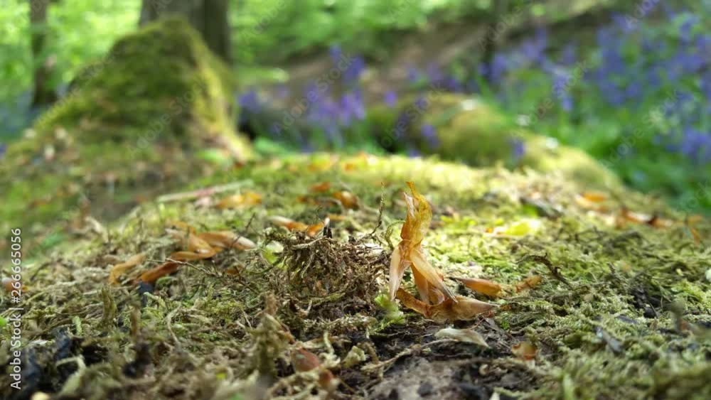Close up shallow focus on lush green moss growing on fallen woodland tree. Sunlight movement across surface as breeze moves tree canopy above. Close up shallow focus on lush green moss growing on fallen woodland tree. Sunlight movement across surface as breeze moves tree canopy above.