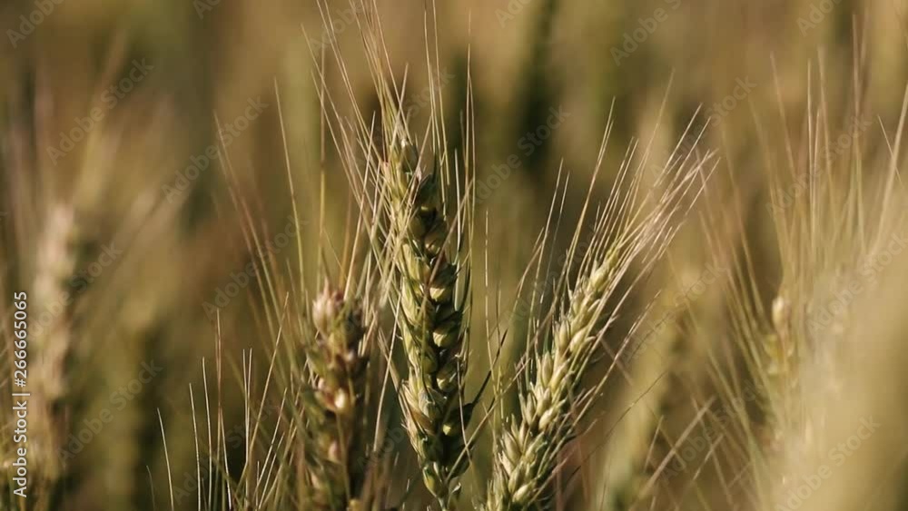 Wheat field closeup frame golden yellow colors
1080p 25fps Wheat field closeup frame golden yellow colors
1080p 25fps
