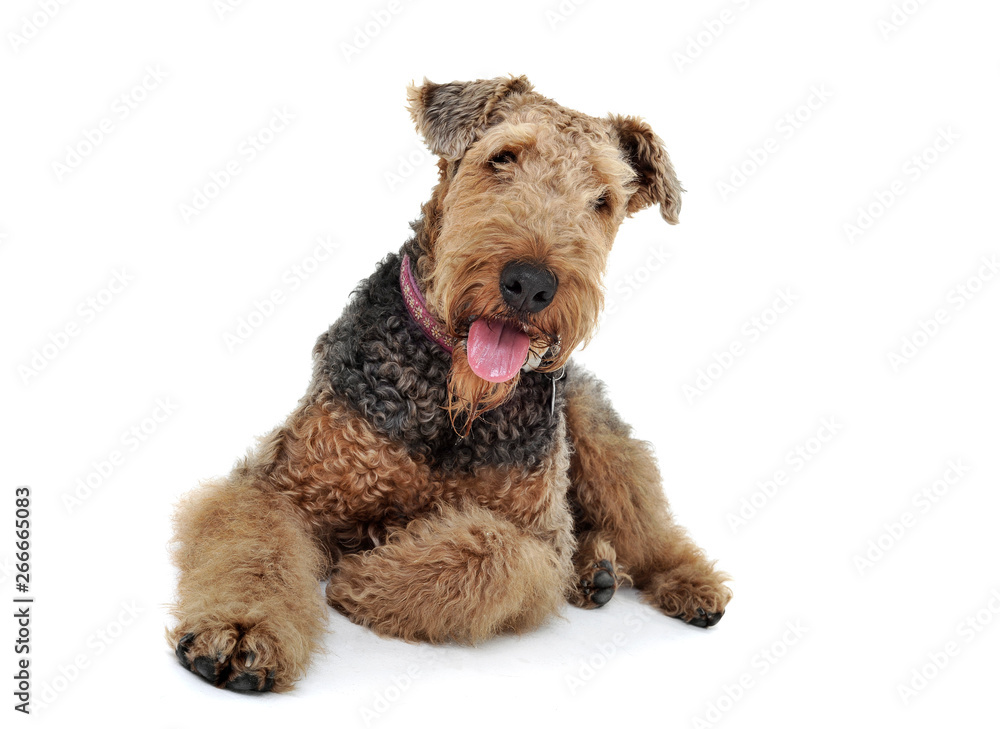Studio shot of an adorable Airedale Terrier looking curiously at the camera Studio shot of an adorable Airedale Terrier looking curiously at the camera
