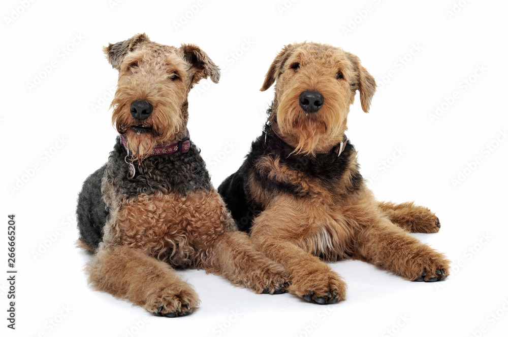 Studio shot of two adorable Airedale Terrier looking curiously at the camera Studio shot of two adorable Airedale Terrier looking curiously at the camera