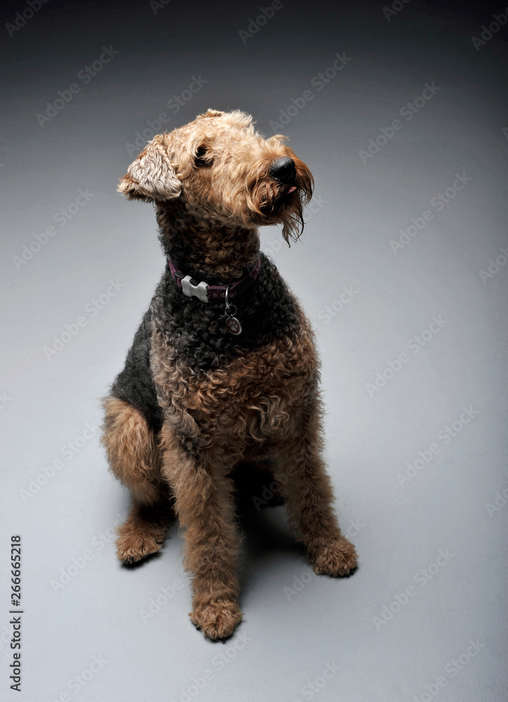 Studio shot of an adorable Airedale Terrier looking up curiously