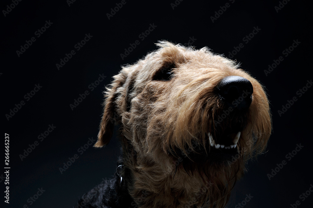 Portrait of an adorable Airedale Terrier looking curiously