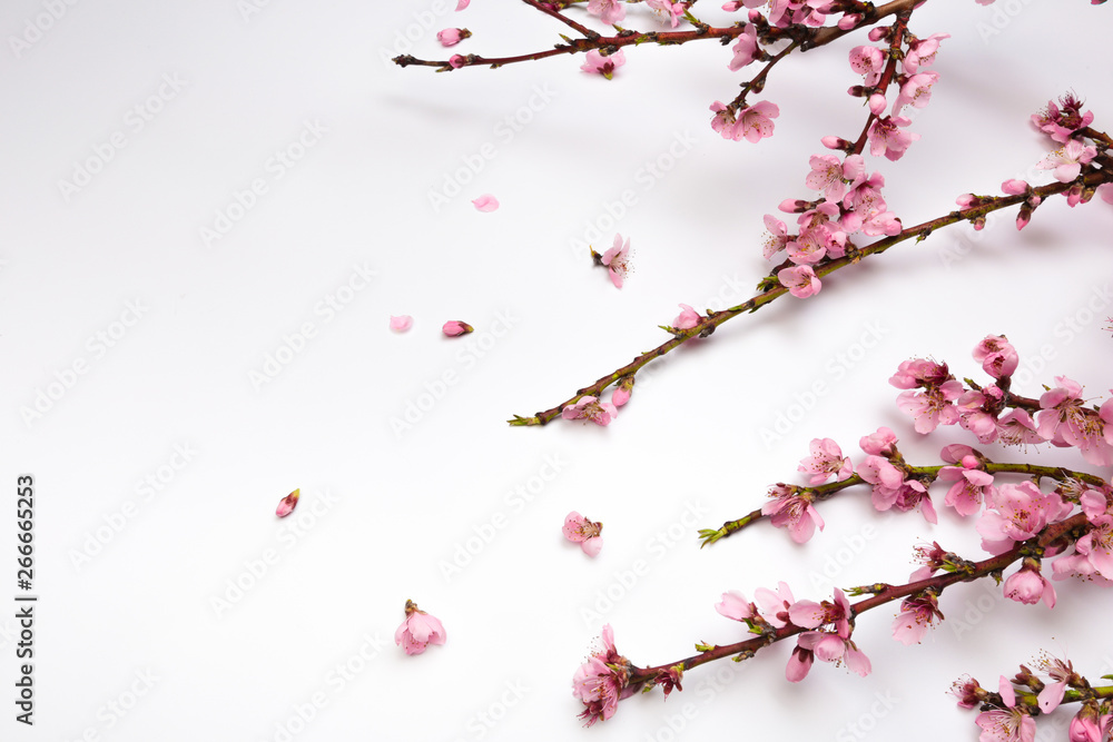 Peach blossom on pastel white background. Fruit flowers. Peach blossom on pastel white background. Fruit flowers.