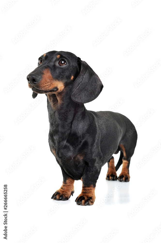 Studio shot of an adorable Dachshund looking curiously Studio shot of an adorable Dachshund looking curiously