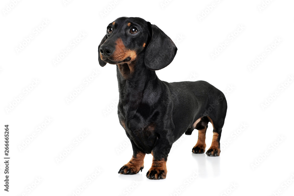 Studio shot of an adorable Dachshund looking curiously Studio shot of an adorable Dachshund looking curiously