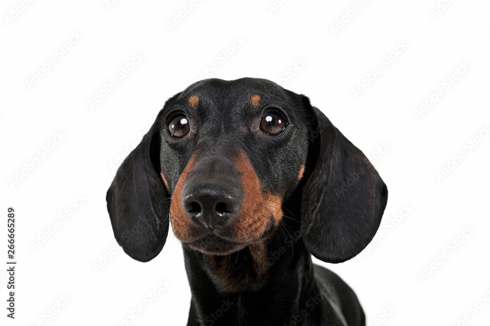 Portrait of an adorable Dachshund looking curiously at the camera