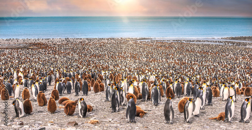 Wide view of large colony of adult and juvenile king penguins on the beach at St. Andrew's Bay, South Georgia Island, during breeding season. Sunlight and bokeh. photo