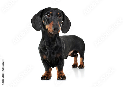 Studio shot of an adorable Dachshund looking curiously at the camera © kisscsanad