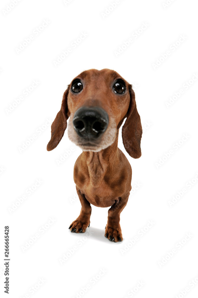 Wide angle shot of an adorable Dachshund looking curiously at the camera