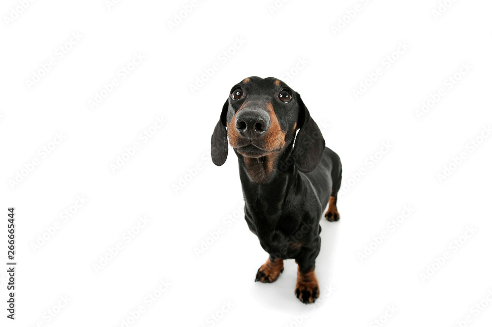 Studio shot of an adorable Dachshund looking up curiously