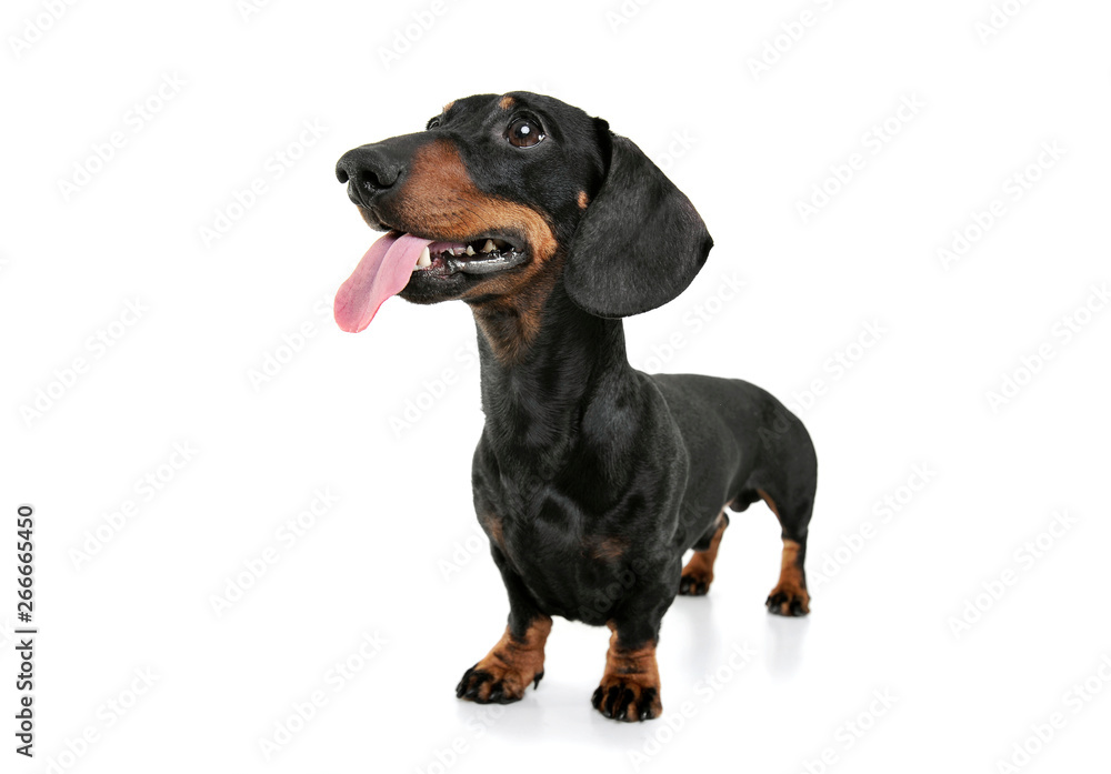 Studio shot of an adorable Dachshund with hanging tongue