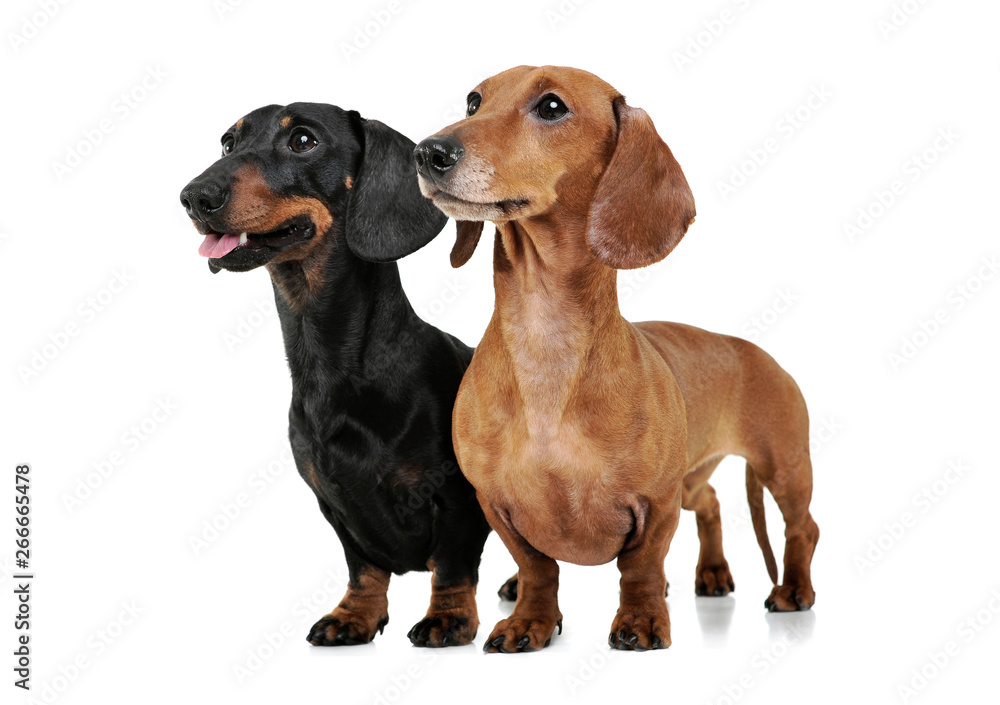 Studio shot of two adorable Dachshund looking curiously