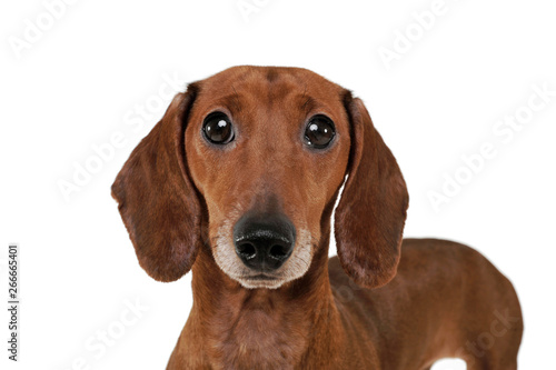 Portrait of an adorable Dachshund looking curiously at the camera © kisscsanad