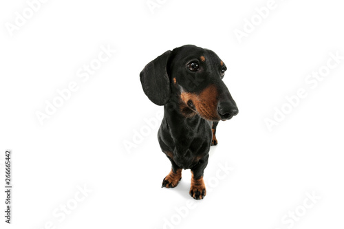 Studio shot of an adorable Dachshund looking curiously © kisscsanad