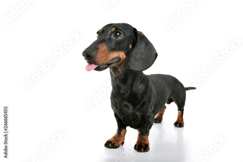 Studio shot of an adorable Dachshund looking curiously © kisscsanad