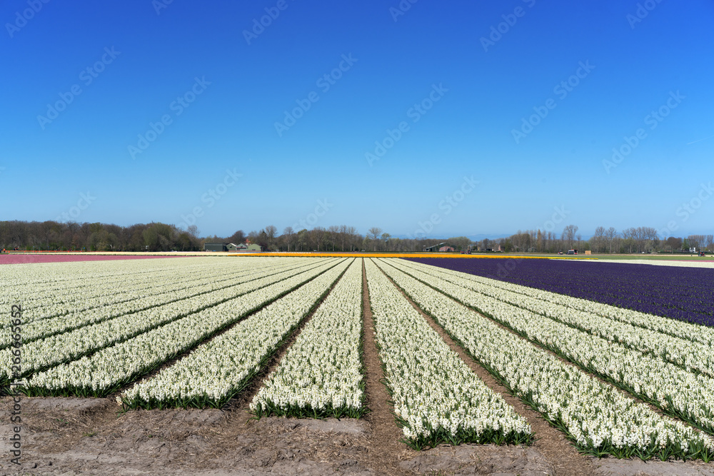 Flower fields of multicolored hyacinths along the canal in the northern part of Holland, in the Flower fields of multicolored hyacinths along the canal in the northern part of Holland, in the