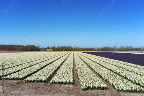 Flower fields of multicolored hyacinths along the canal in the northern part of Holland, in the