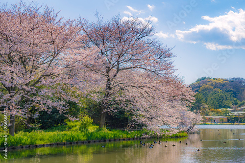 三渓園の桜と池