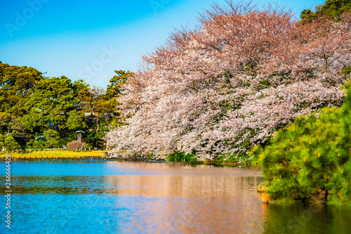 三渓園の桜と池