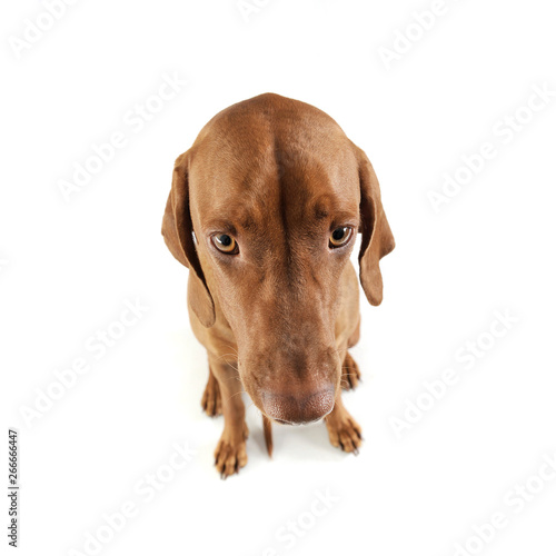 Portrait of an adorable magyar vizsla looking sad