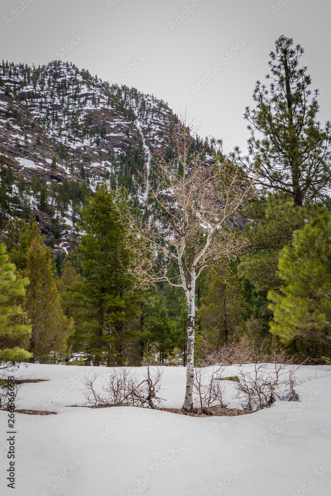 Φωτογραφία Various landscape views of the beautiful wilderness of the San Juan National Forest in Colorado